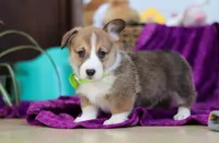 Cameron, a female Pembroke Welsh Corgi for sale in Sugarcreek, OH – Photo 3 of 5