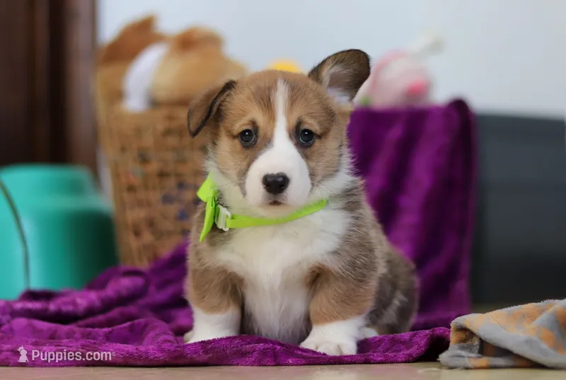 Cameron, a female Pembroke Welsh Corgi for sale in Sugarcreek, OH – Photo 1 of 5