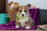 Cameron, a female Pembroke Welsh Corgi for sale in Sugarcreek, OH – Photo 1 of 5