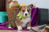 Cameron, a female Pembroke Welsh Corgi for sale in Sugarcreek, OH – Photo 4 of 5