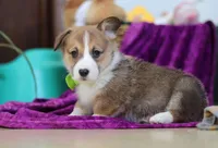 Cameron, a female Pembroke Welsh Corgi for sale in Sugarcreek, OH – Photo 2 of 5