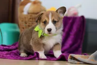 Cameron, a female Pembroke Welsh Corgi for sale in Sugarcreek, OH – Photo 5 of 5