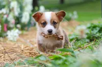 Finley, a male Pembroke Welsh Corgi for sale in Sugarcreek, OH – 9 of 10