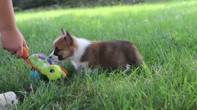 Kobe, a male Pembroke Welsh Corgi for sale in Sugarcreek, OH – 7 of 7