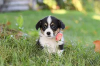 Josie, a female Pembroke Welsh Corgi for sale in Sugarcreek, OH – 4 of 10