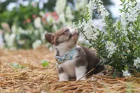 Luca, a male Pembroke Welsh Corgi for sale in Sugarcreek, OH – 7 of 10