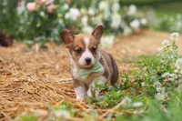 Clark, a male Pembroke Welsh Corgi for sale in Sugarcreek, OH – 7 of 10