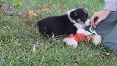 Dakota, a female Pembroke Welsh Corgi for sale in Sugarcreek, OH – 7 of 7