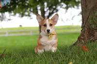 Garrett, a male Pembroke Welsh Corgi for sale in Sugarcreek, OH – 5 of 7