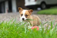 Finley, a male Pembroke Welsh Corgi for sale in Sugarcreek, OH – 8 of 10