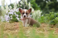 Pepper, a female Pembroke Welsh Corgi for sale in Sugarcreek, OH – 3 of 10