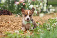 Clark, a male Pembroke Welsh Corgi for sale in Sugarcreek, OH – 6 of 10