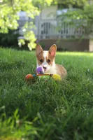 Milo, a male Pembroke Welsh Corgi for sale in Sugarcreek, OH – 6 of 7