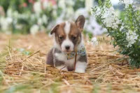 Luca, a male Pembroke Welsh Corgi for sale in Sugarcreek, OH – 2 of 10