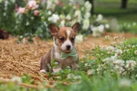 Clark, a male Pembroke Welsh Corgi for sale in Sugarcreek, OH – 8 of 10