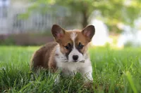 Kobe, a male Pembroke Welsh Corgi for sale in Sugarcreek, OH – 2 of 7