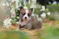 Jules, a female Pembroke Welsh Corgi for sale in Sugarcreek, OH – 3 of 10
