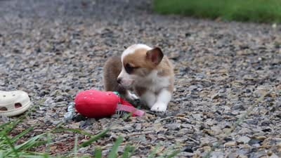 Bronco, a male Pembroke Welsh Corgi for sale in Sugarcreek, OH – 9 of 9