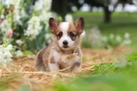 Myla, a female Pembroke Welsh Corgi for sale in Sugarcreek, OH – 1 of 10