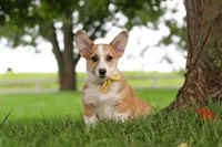 Garrett, a male Pembroke Welsh Corgi for sale in Sugarcreek, OH – 2 of 7