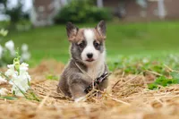 Jules, a female Pembroke Welsh Corgi for sale in Sugarcreek, OH – 8 of 10