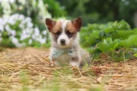 Buddy, a male Pembroke Welsh Corgi for sale in Sugarcreek, OH – 2 of 9