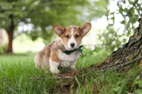 Luca, a male Pembroke Welsh Corgi for sale in Sugarcreek, OH – 4 of 6