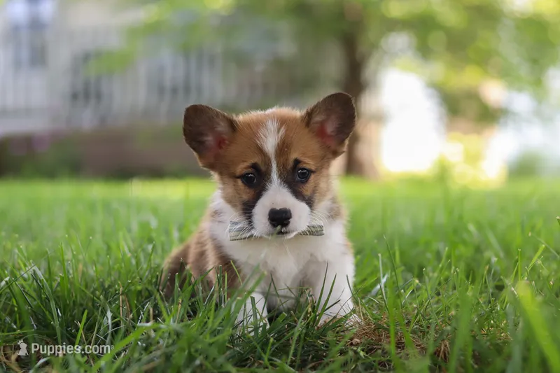 Kobe – Pembroke Welsh Corgi puppy for sale in Sugarcreek, OH