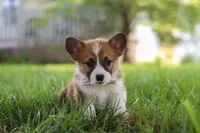Kobe, a male Pembroke Welsh Corgi for sale in Sugarcreek, OH – 1 of 7