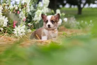 Myla, a female Pembroke Welsh Corgi for sale in Sugarcreek, OH – 4 of 10