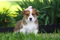 Holly, a female Pembroke Welsh Corgi for sale in Sugarcreek, OH – 3 of 10