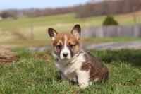 Hunter, a male Pembroke Welsh Corgi for sale in Sugarcreek, OH – Photo 3 of 6