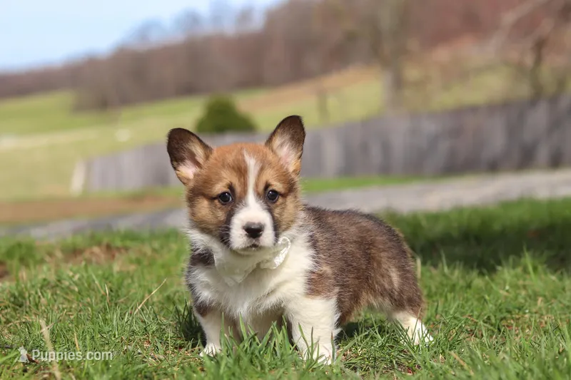 Hunter – Pembroke Welsh Corgi puppy for sale in Sugarcreek, OH