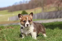 Hunter, a male Pembroke Welsh Corgi for sale in Sugarcreek, OH – Photo 1 of 6