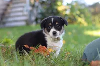 Dakota, a female Pembroke Welsh Corgi for sale in Sugarcreek, OH – 4 of 7