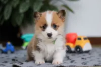 Mitch, a male Pembroke Welsh Corgi for sale in Sugarcreek, OH – Photo 1 of 8