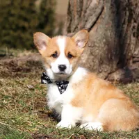Mitch, a male Pembroke Welsh Corgi for sale in Sugarcreek, OH – Photo 1 of 8