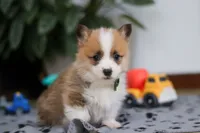 Mitch, a male Pembroke Welsh Corgi for sale in Sugarcreek, OH – Photo 6 of 8