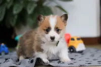 Mitch, a male Pembroke Welsh Corgi for sale in Sugarcreek, OH – Photo 8 of 8