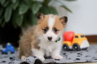 Mitch, a male Pembroke Welsh Corgi for sale in Sugarcreek, OH – Photo 3 of 8