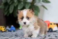 Mitch, a male Pembroke Welsh Corgi for sale in Sugarcreek, OH – Photo 4 of 8