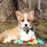 Mitch, a male Pembroke Welsh Corgi for sale in Sugarcreek, OH – Photo 5 of 8