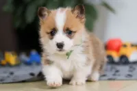 Mitch, a male Pembroke Welsh Corgi for sale in Sugarcreek, OH – Photo 7 of 8