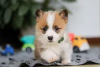 Mitch, a male Pembroke Welsh Corgi for sale in Sugarcreek, OH – Photo 5 of 8