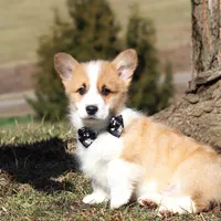 Mitch, a male Pembroke Welsh Corgi for sale in Sugarcreek, OH – Photo 6 of 8