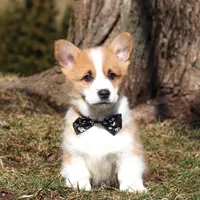 Mitch, a male Pembroke Welsh Corgi for sale in Sugarcreek, OH – Photo 4 of 8