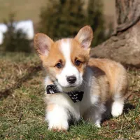 Mitch, a male Pembroke Welsh Corgi for sale in Sugarcreek, OH – Photo 3 of 8