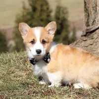 Mitch, a male Pembroke Welsh Corgi for sale in Sugarcreek, OH – Photo 8 of 8