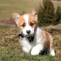 Mitch, a male Pembroke Welsh Corgi for sale in Sugarcreek, OH – Photo 2 of 8