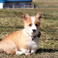 Mitch, a male Pembroke Welsh Corgi for sale in Sugarcreek, OH – Photo 7 of 8